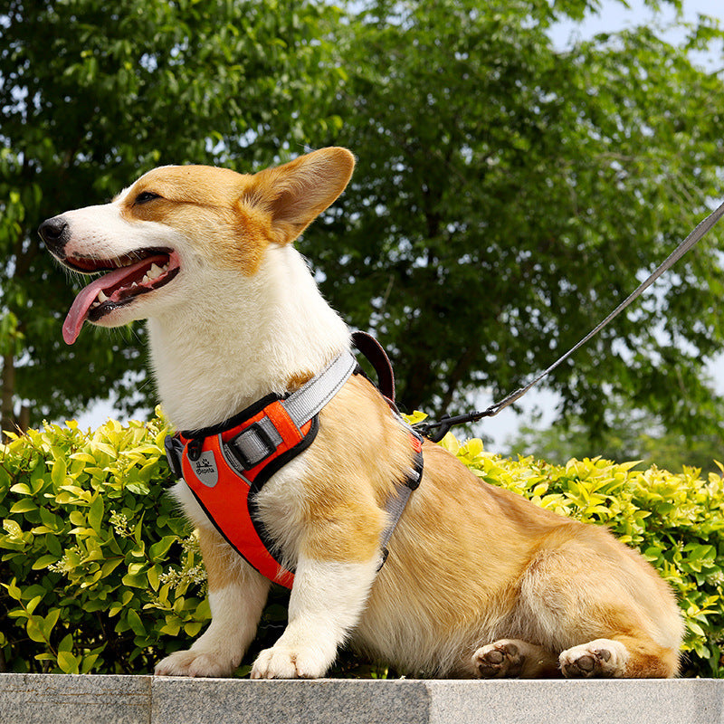 Hand Holding Dog Chest Strap Vest Rope