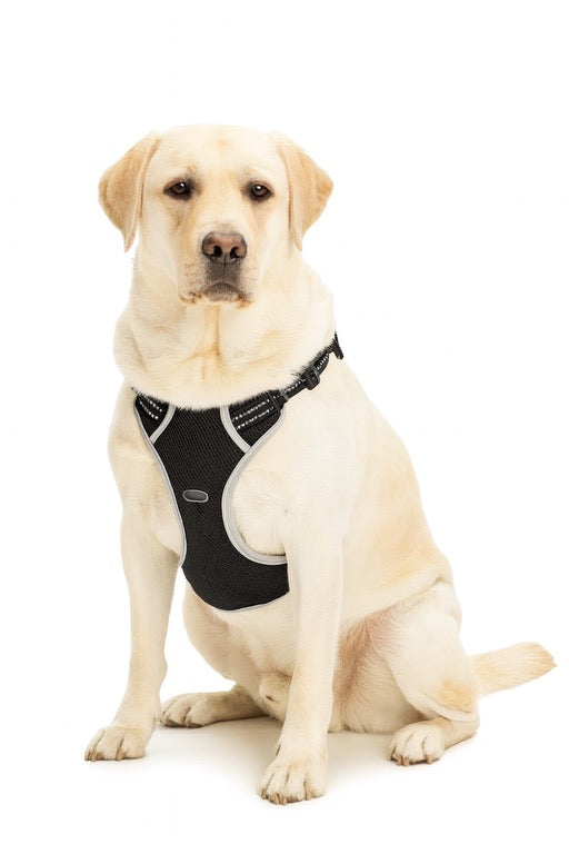 Pawvè Everyday Comfort Harness™ – No-Pull, Reflective Air Mesh Vest (BlackXL)