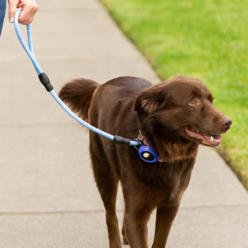 Pawvè ComfortGrip Woven Nylon Dog Leash - Pawvè