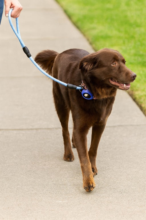 Pawvè ComfortGrip Woven Nylon Dog Leash