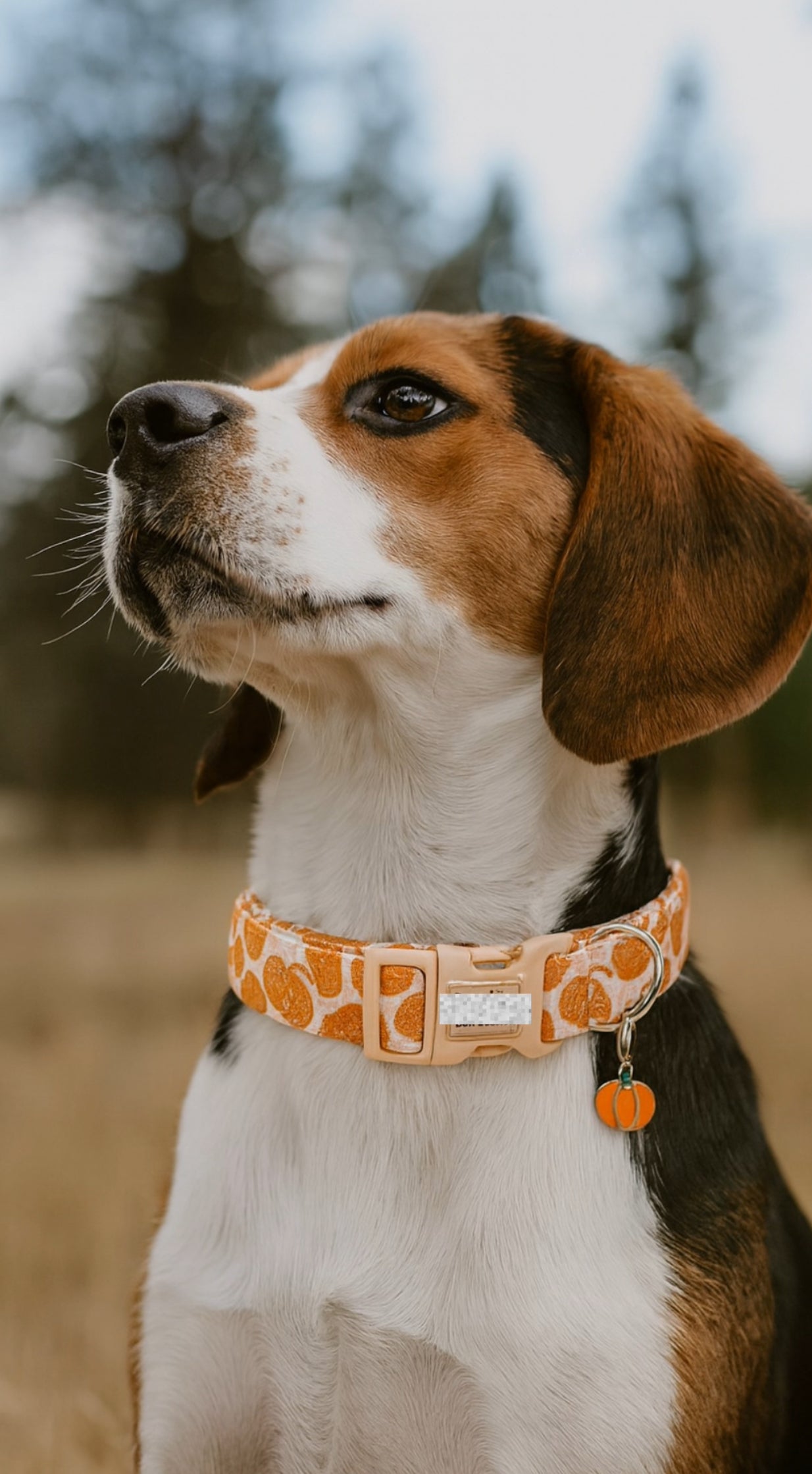 Pawvè Pumpkin Glow Reflective Dog Collar